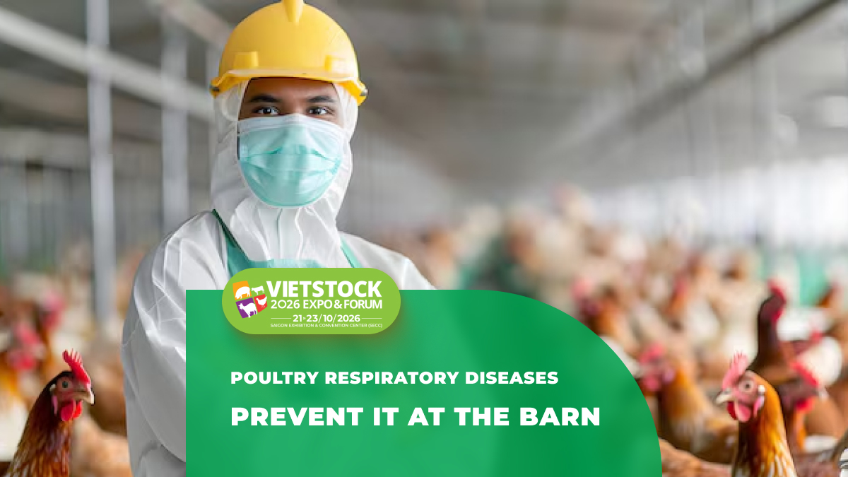 How to Prevent Pneumonia and Respiratory Disease in Poultry: Causes, Warning Signs, and Housing Management Measures